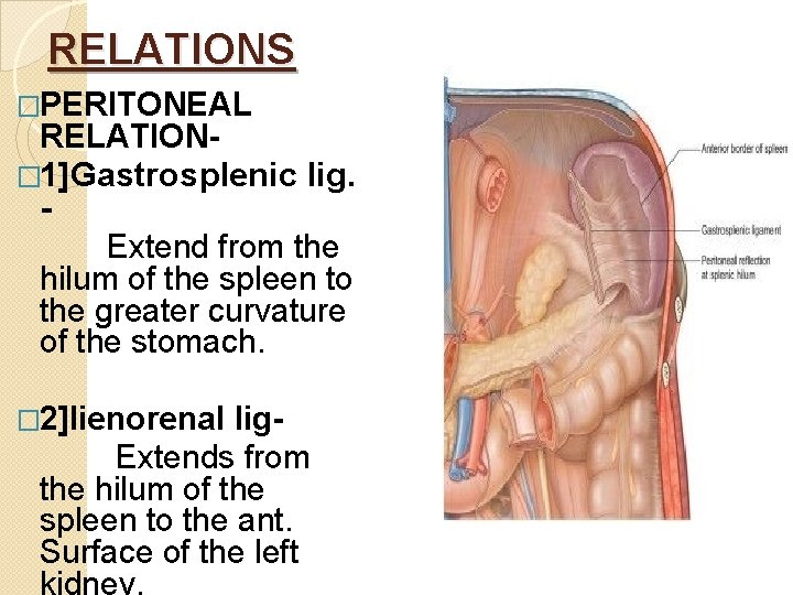 RELATIONS �PERITONEAL RELATION� 1]Gastrosplenic lig. Extend from the hilum of the spleen to the