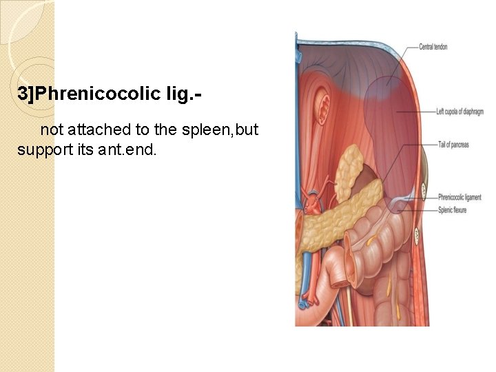 3]Phrenicocolic lig. not attached to the spleen, but support its ant. end. 