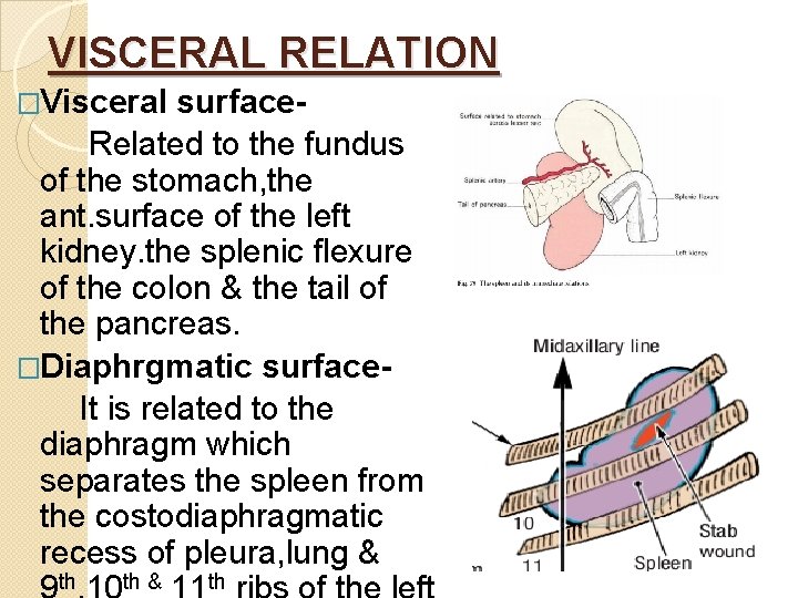 VISCERAL RELATION �Visceral surface. Related to the fundus of the stomach, the ant. surface