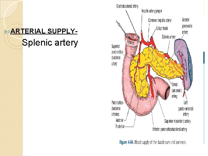  ARTERIAL SUPPLY- Splenic artery 