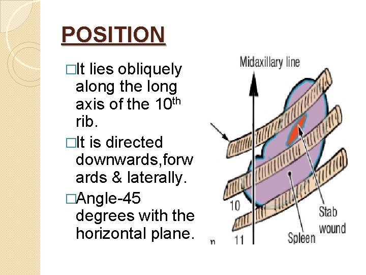 POSITION �It lies obliquely along the long axis of the 10 th rib. �It