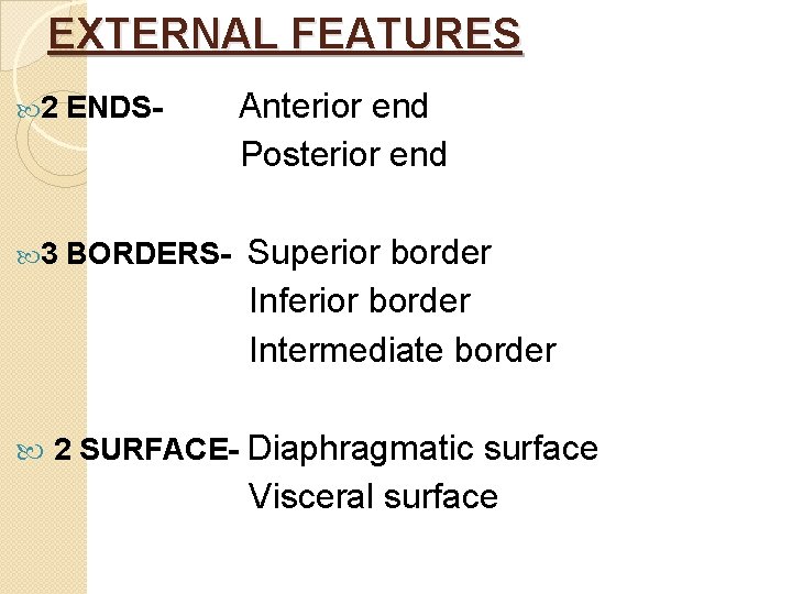 EXTERNAL FEATURES Anterior end Posterior end 2 ENDS- 3 BORDERS- Superior border Inferior border