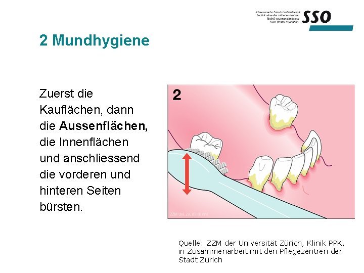 2 Mundhygiene Zuerst die Kauflächen, dann die Aussenflächen, die Innenflächen und anschliessend die vorderen