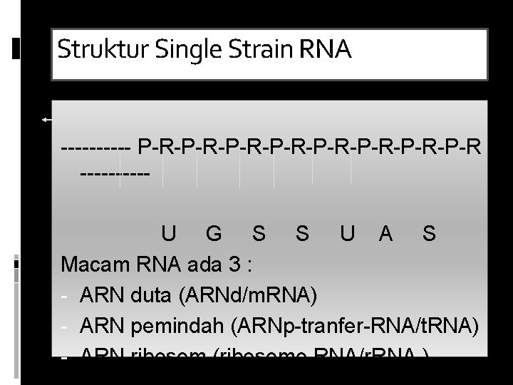 Struktur Single Strain RNA ----- P-R-P-R-P-R-P-R-P-R -----U G S S U A S Macam