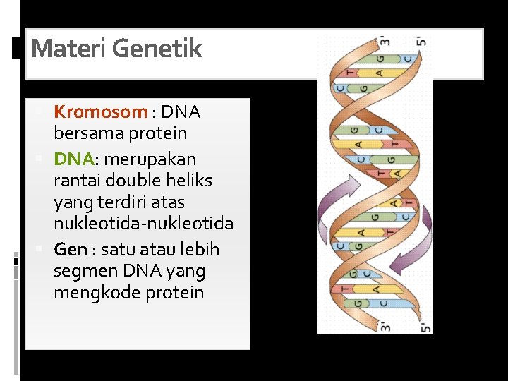 Materi Genetik Kromosom : DNA bersama protein DNA: merupakan rantai double heliks yang terdiri