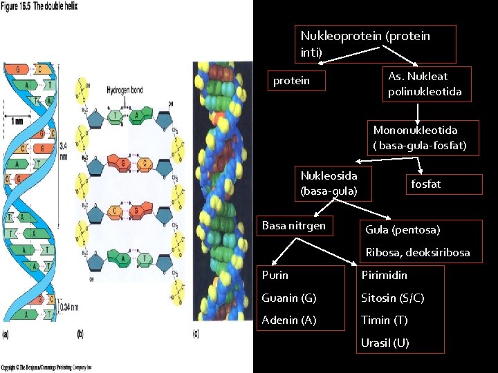 Nukleoprotein (protein inti) protein As. Nukleat polinukleotida Mononukleotida ( basa-gula-fosfat) Nukleosida (basa-gula) Basa nitrgen