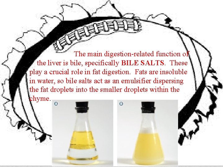 The main digestion-related function of the liver is bile, specifically BILE SALTS. These play