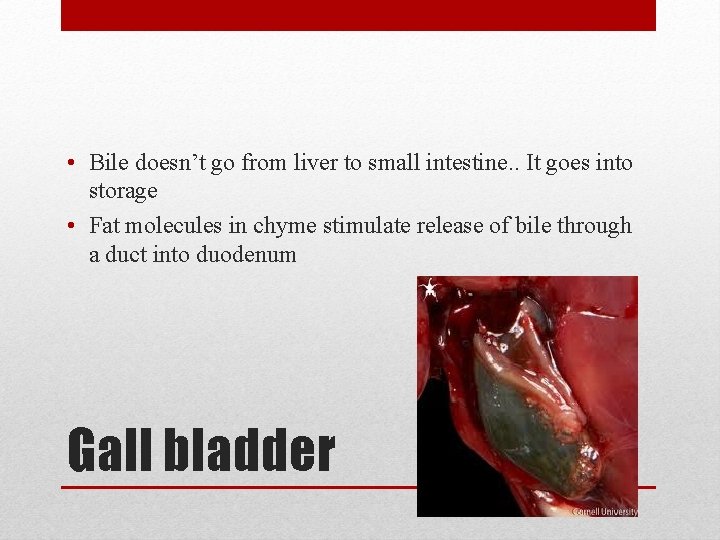  • Bile doesn’t go from liver to small intestine. . It goes into