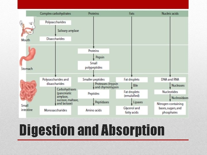 Digestion and Absorption 