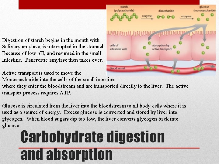 Digestion of starch begins in the mouth with Salivary amylase, is interrupted in the