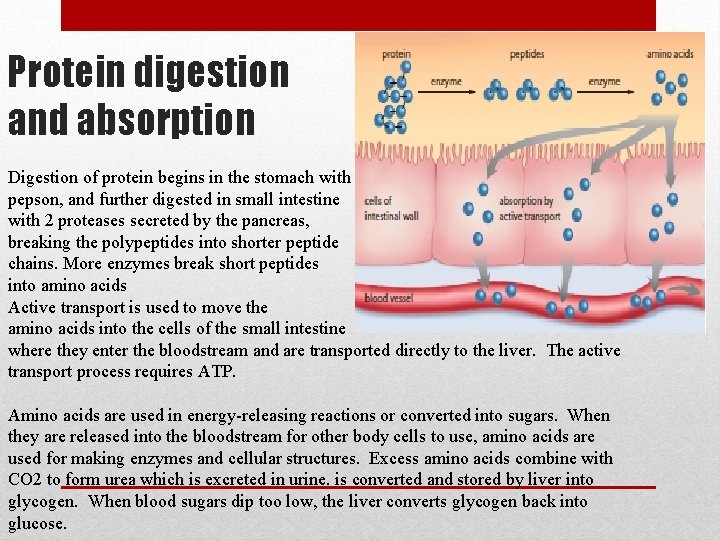 Protein digestion and absorption Digestion of protein begins in the stomach with pepson, and