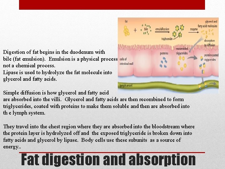 Digestion of fat begins in the duodenum with bile (fat emulsion). Emulsion is a
