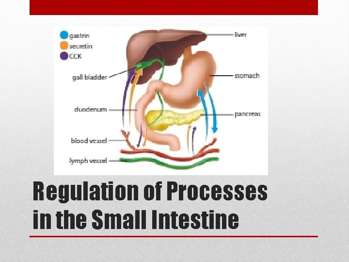 Regulation of Processes in the Small Intestine 