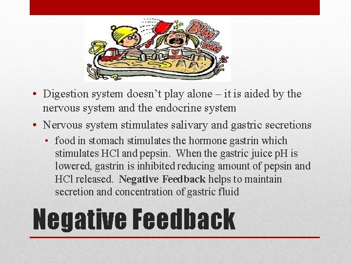  • Digestion system doesn’t play alone – it is aided by the nervous