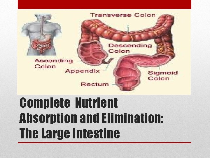 Complete Nutrient Absorption and Elimination: The Large Intestine 