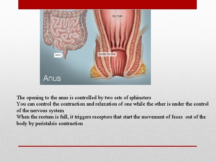 The opening to the anus is controlled by two sets of sphincters You can