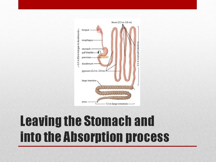 Leaving the Stomach and into the Absorption process 