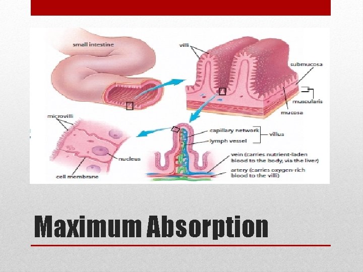 Maximum Absorption 