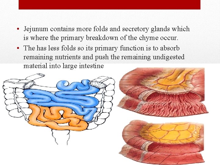  • Jejunum contains more folds and secretory glands which is where the primary