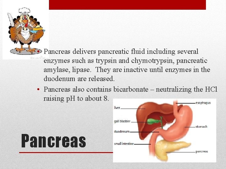  • Pancreas delivers pancreatic fluid including several enzymes such as trypsin and chymotrypsin,