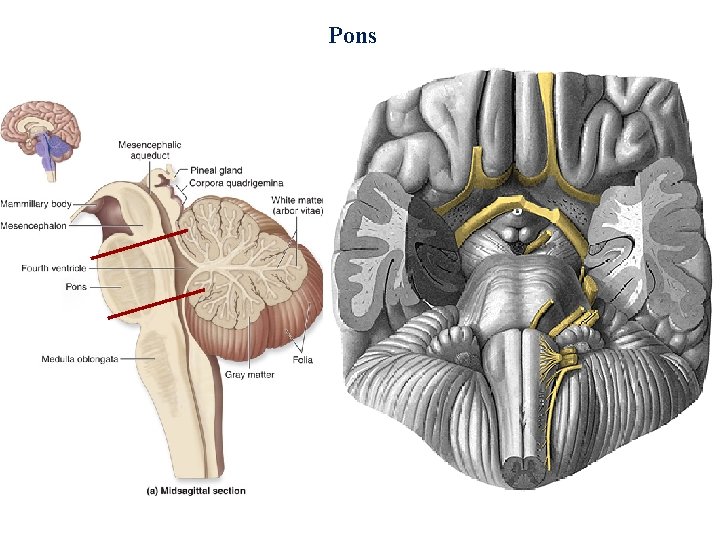 Pons 