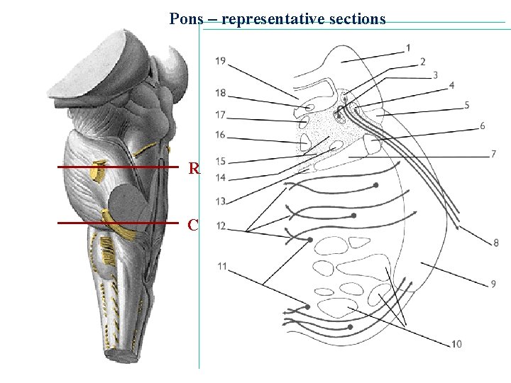 Pons – representative sections R C 