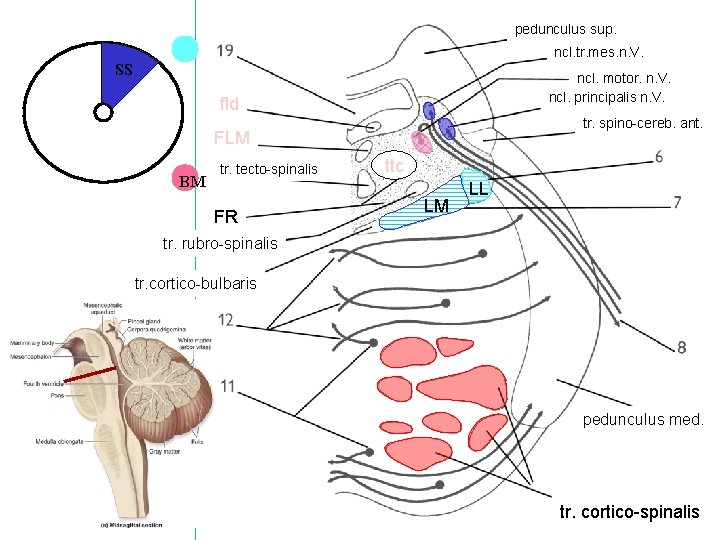 pedunculus sup. ncl. tr. mes. n. V. SS ncl. motor. n. V. ncl. principalis