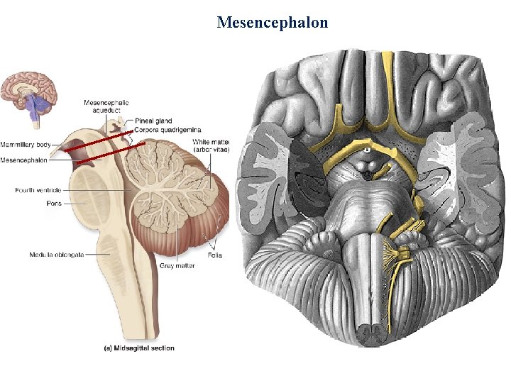 Mesencephalon 