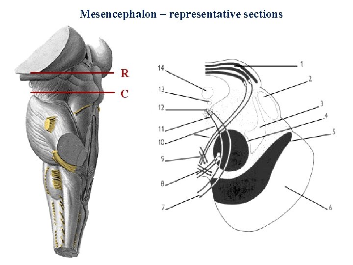 Mesencephalon – representative sections R C 