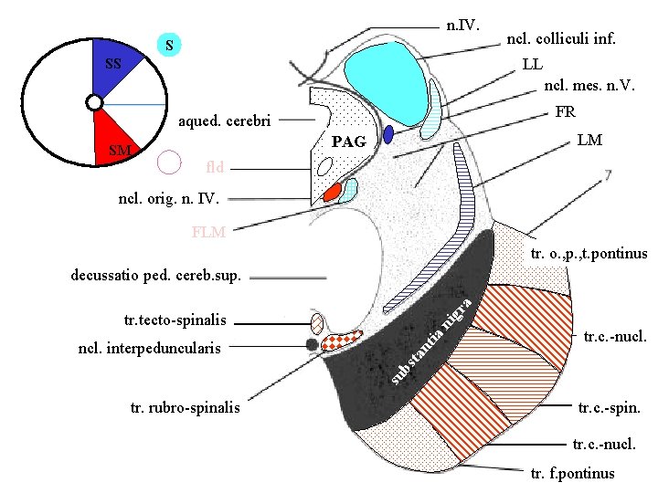 n. IV. S ncl. colliculi inf. LL SS ncl. mes. n. V. FR aqued.