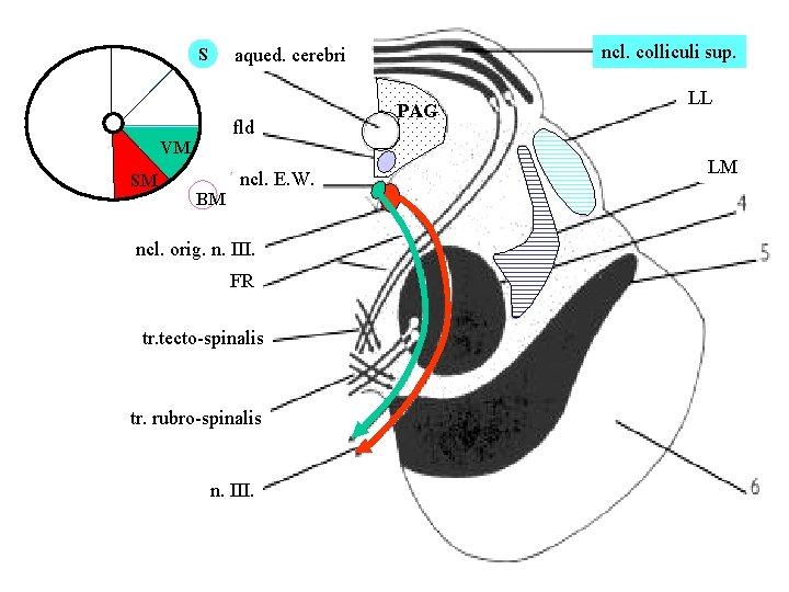 fld VM SM ncl. colliculi sup. aqued. cerebri S ncl. E. W. BM ncl.