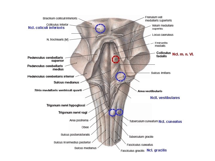 Ncl. coliculi inferioris Ncl. m. n. VI. Ncll. vestibulares Ncl. cuneatus Ncl. gracilis 