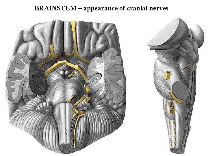 BRAINSTEM – appearance of cranial nerves 