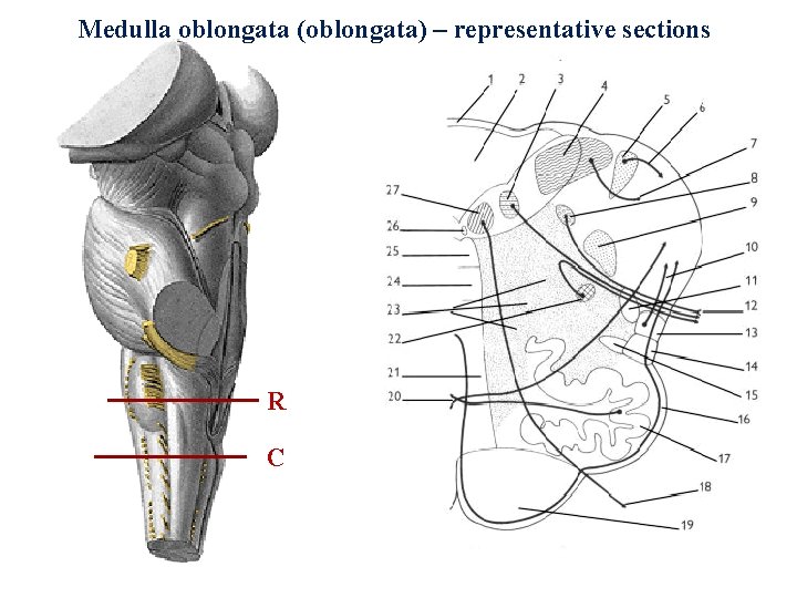 Medulla oblongata (oblongata) – representative sections R C 