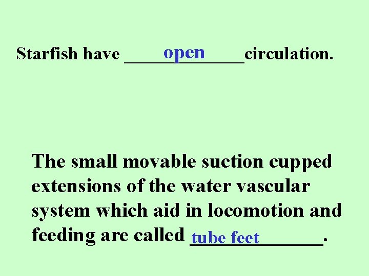 open Starfish have _______circulation. The small movable suction cupped extensions of the water vascular