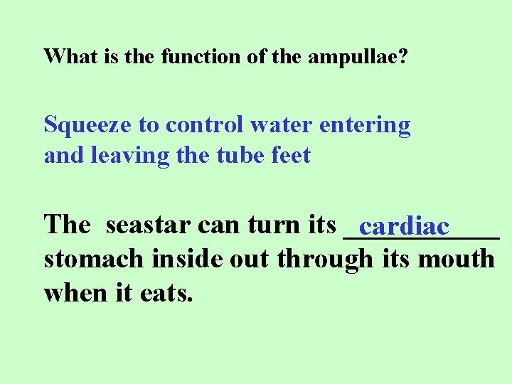 What is the function of the ampullae? Squeeze to control water entering and leaving
