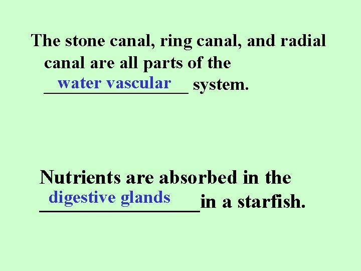 The stone canal, ring canal, and radial canal are all parts of the water