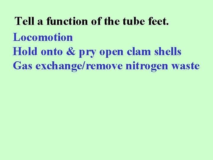 Tell a function of the tube feet. Locomotion Hold onto & pry open clam