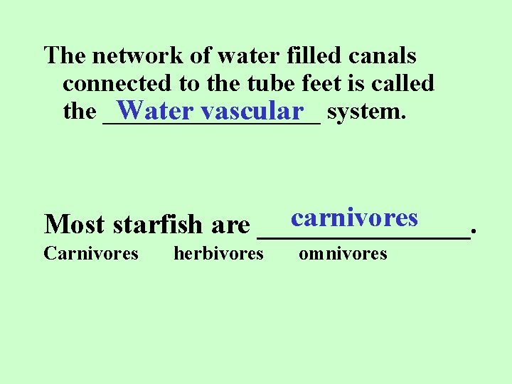 The network of water filled canals connected to the tube feet is called the