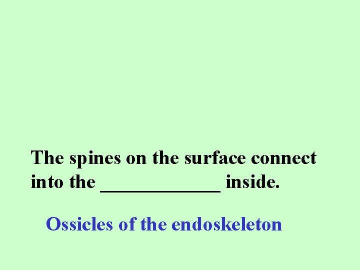 The spines on the surface connect into the ______ inside. Ossicles of the endoskeleton