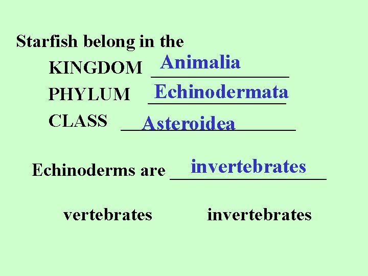 Starfish belong in the Animalia KINGDOM ________ Echinodermata PHYLUM ________ CLASS __________ Asteroidea invertebrates