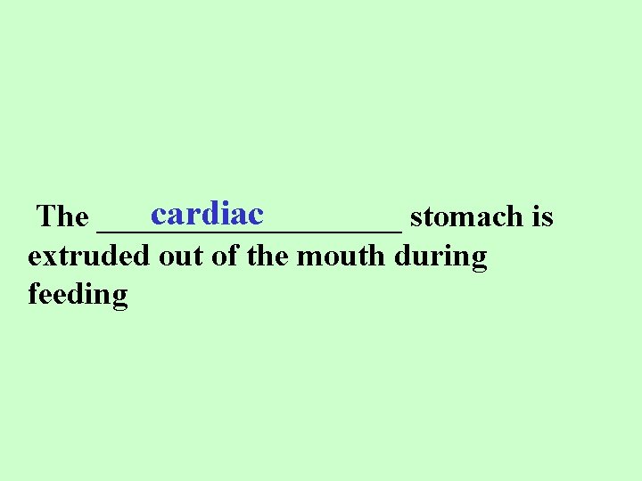 cardiac The __________ stomach is extruded out of the mouth during feeding 