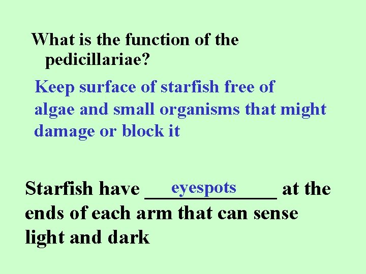 What is the function of the pedicillariae? Keep surface of starfish free of algae