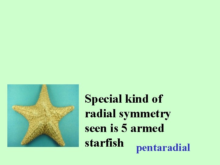 Special kind of radial symmetry seen is 5 armed starfish pentaradial 