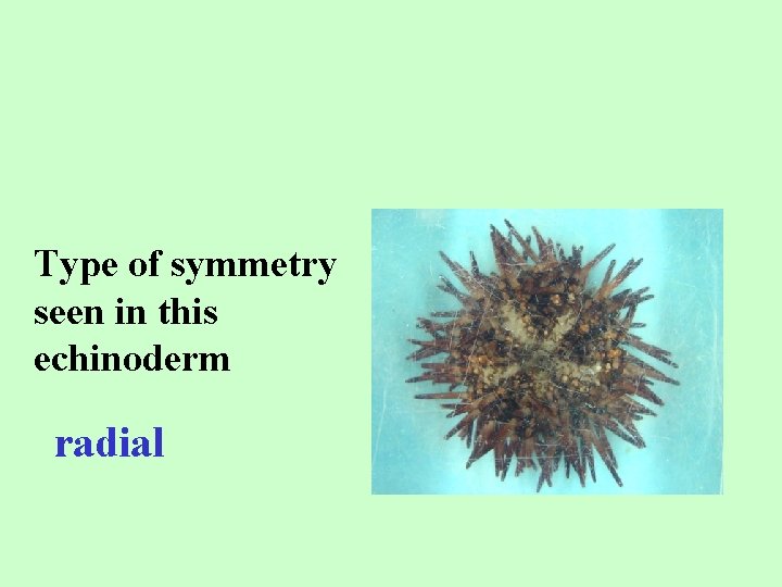 Type of symmetry seen in this echinoderm radial 