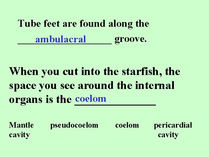 Tube feet are found along the _________ groove. ambulacral When you cut into the
