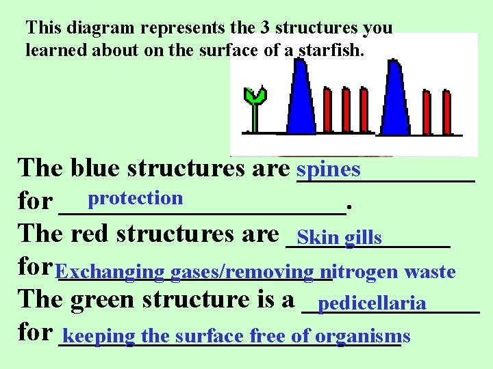 This diagram represents the 3 structures you learned about on the surface of a