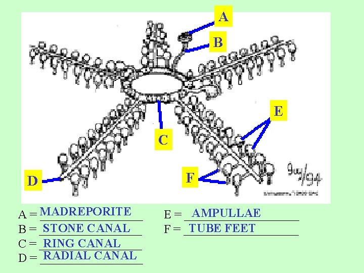 A B E C D A = MADREPORITE _________ STONE CANAL B = _________