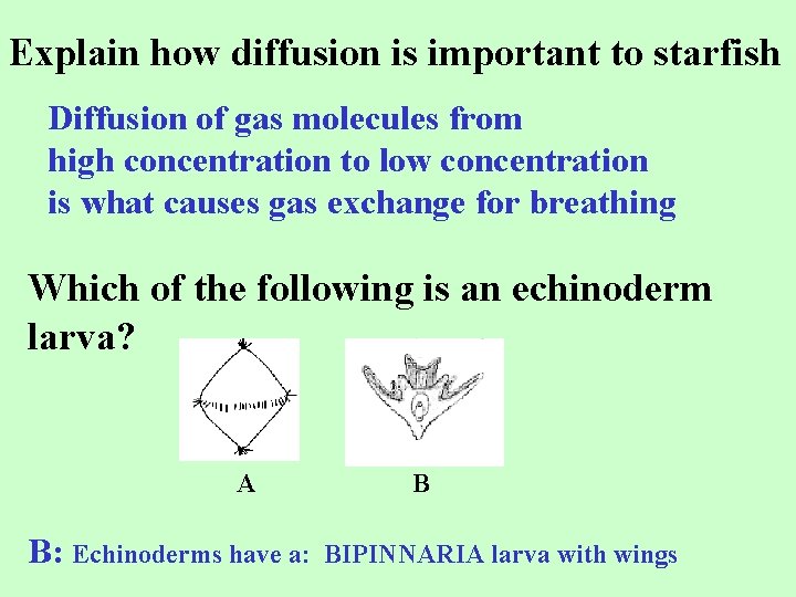 Explain how diffusion is important to starfish Diffusion of gas molecules from high concentration