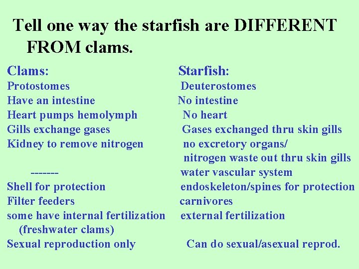 Tell one way the starfish are DIFFERENT FROM clams. Clams: Protostomes Have an intestine